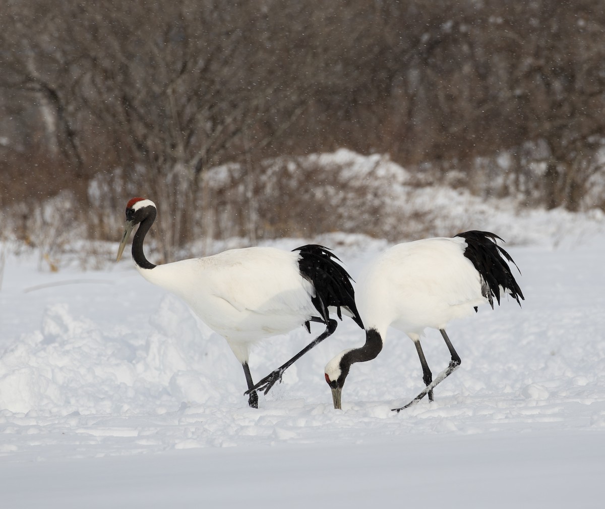 丹頂鶴 - ML645782304