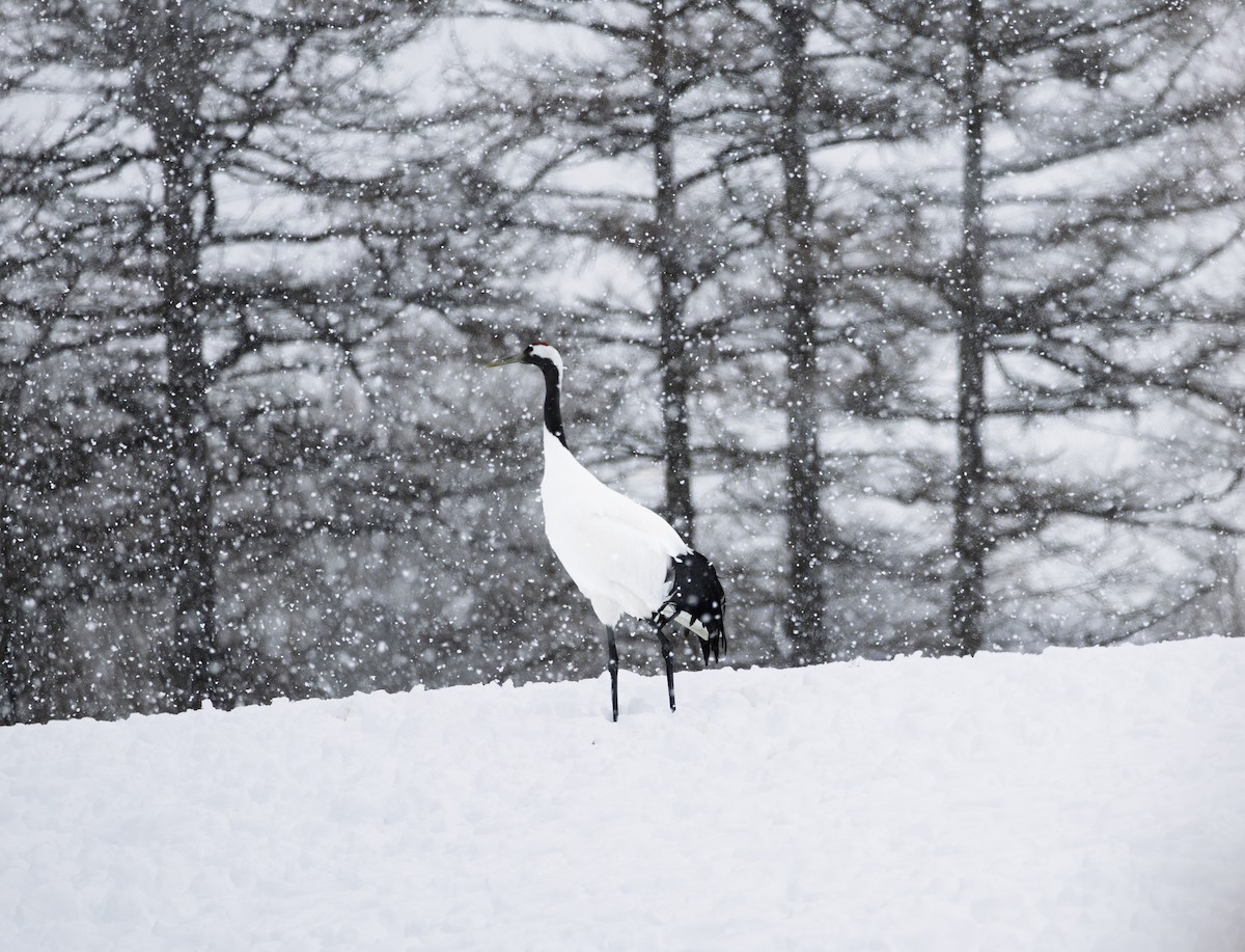 丹頂鶴 - ML645782318