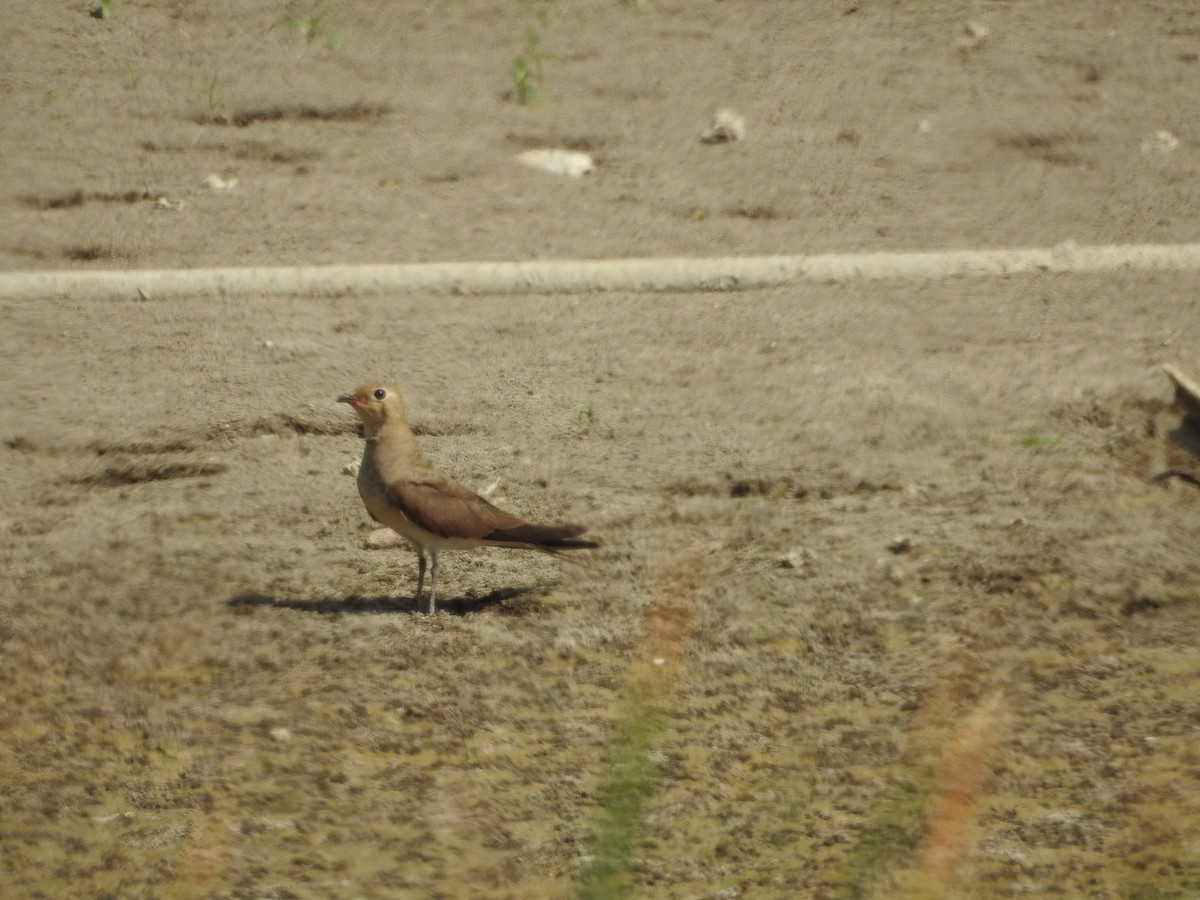 Collared Pratincole - ML645782321