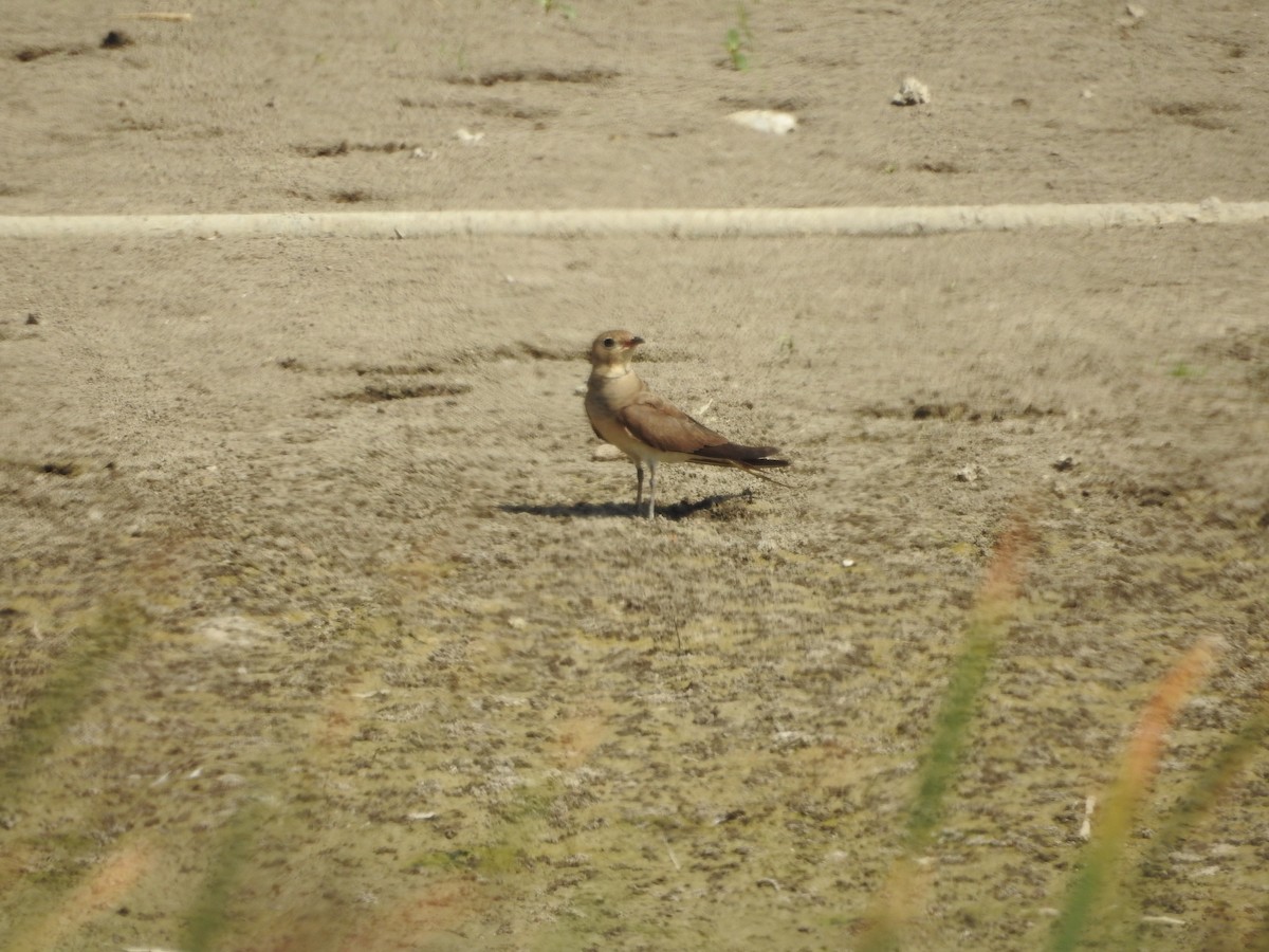 Collared Pratincole - ML645782322