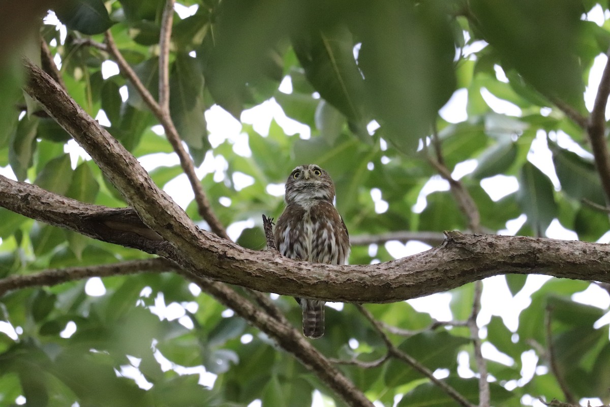 Ferruginous Pygmy-Owl - ML645782323
