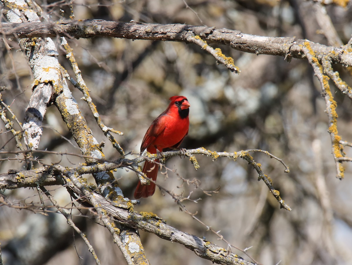 Northern Cardinal - ML645782330