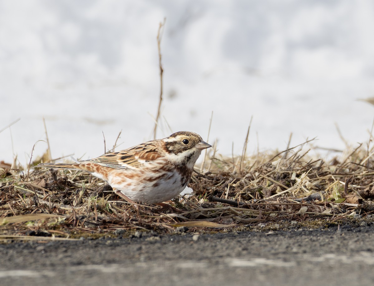 田鵐 - ML645782334