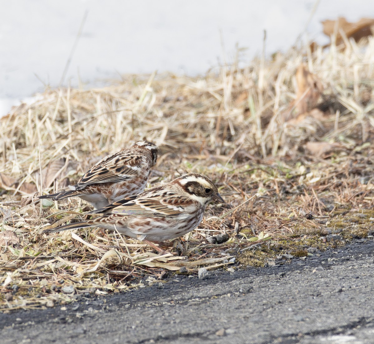 田鵐 - ML645782335