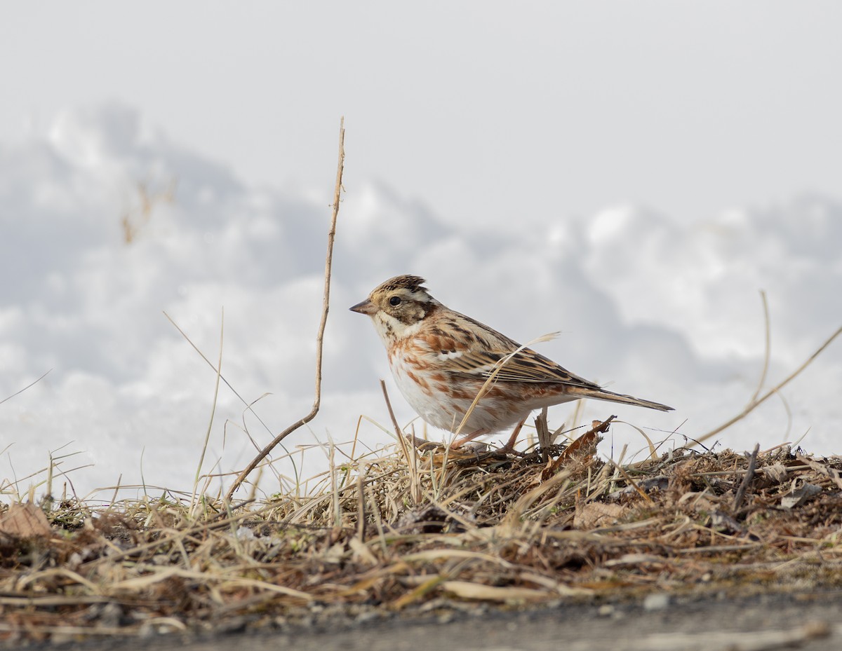 田鵐 - ML645782336