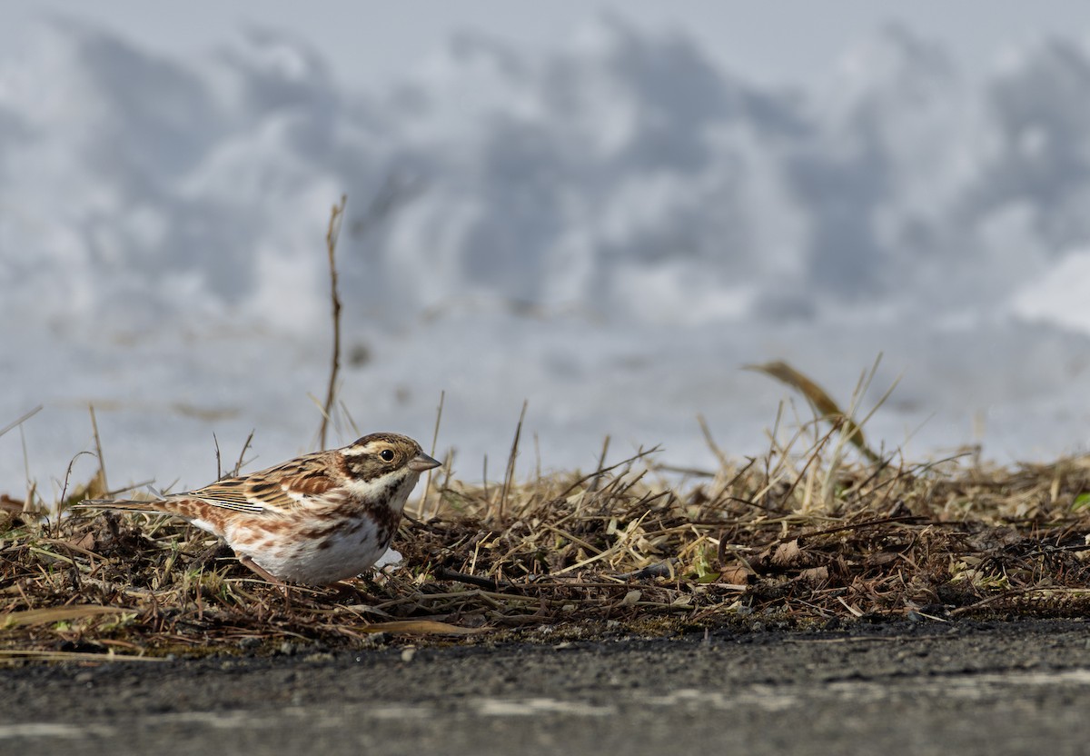 田鵐 - ML645782337