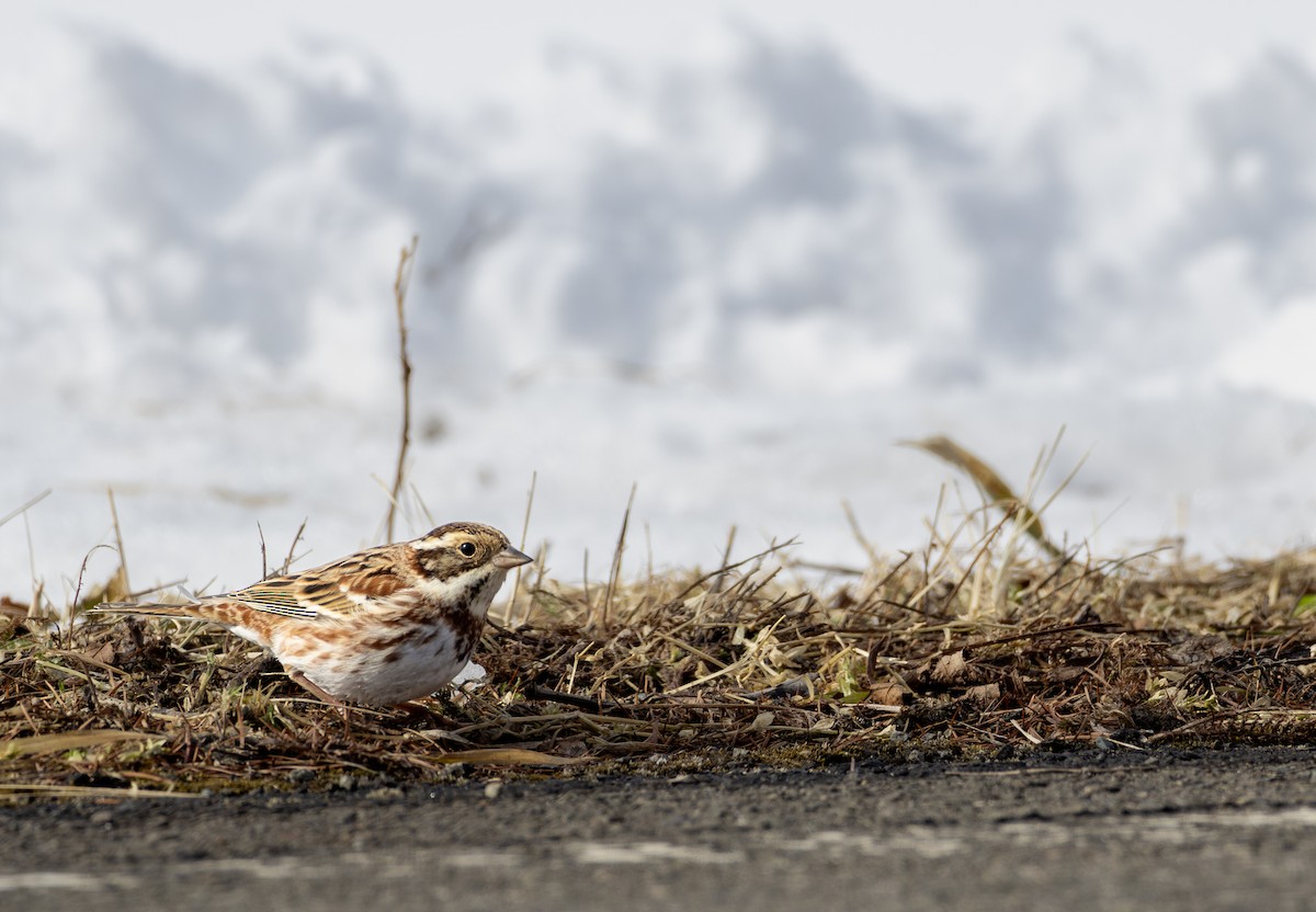 田鵐 - ML645782338