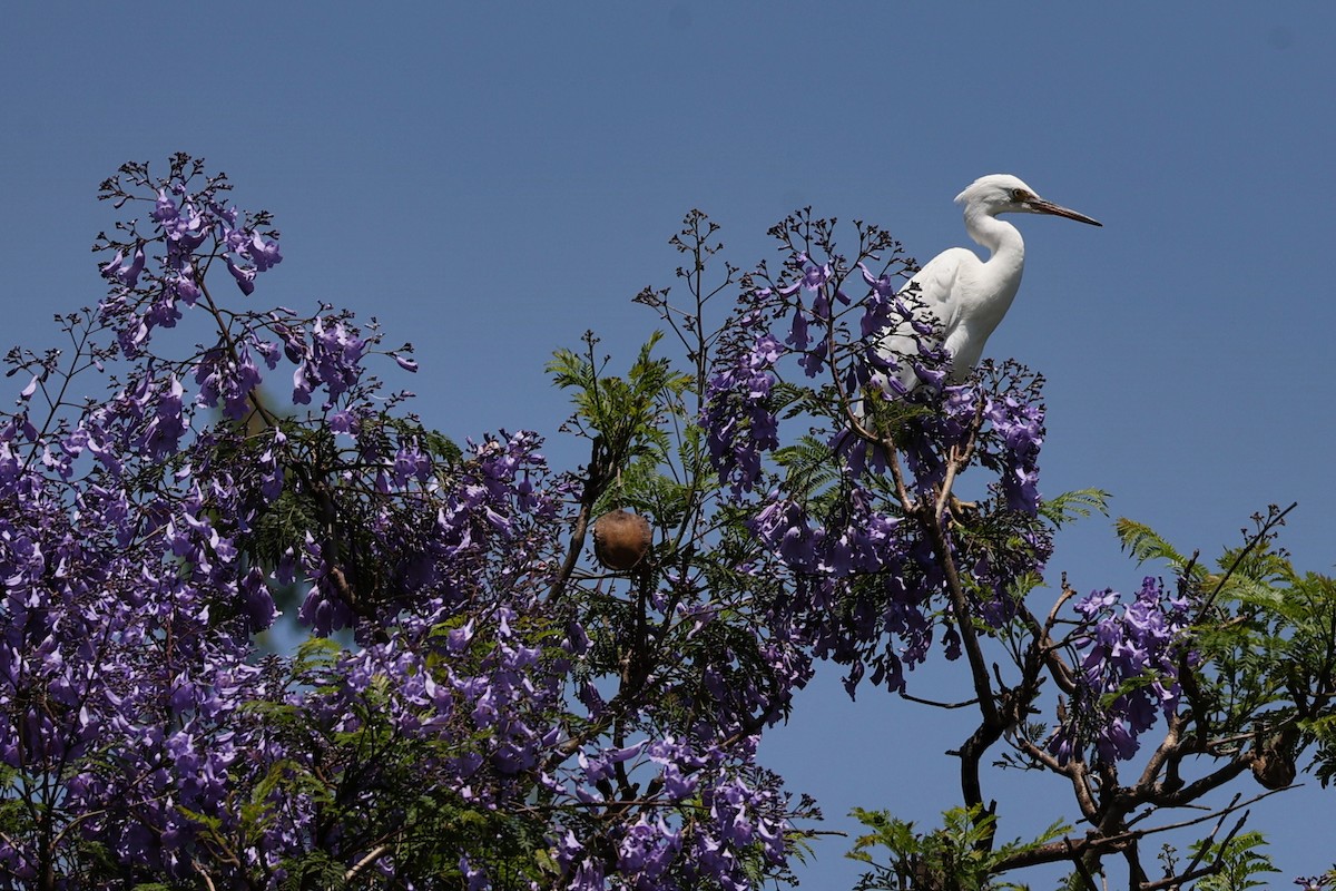 大白鷺 - ML645782345