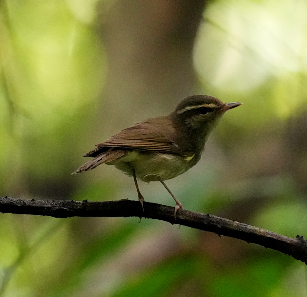 Large-billed Leaf Warbler - ML645782346