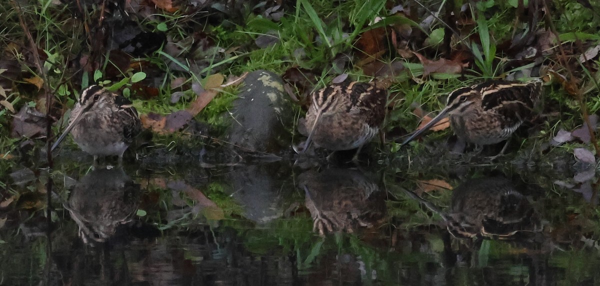 田鷸 - ML645782347