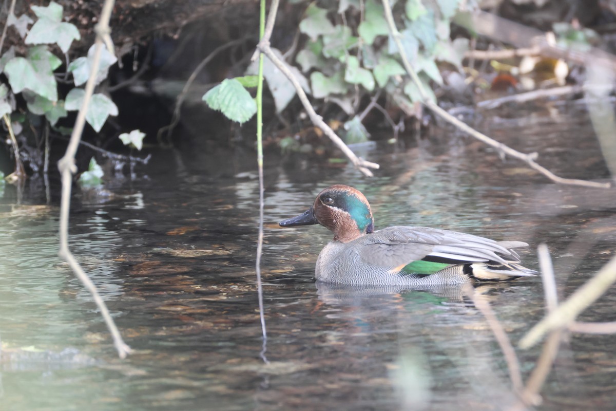 小水鴨 - ML645782348