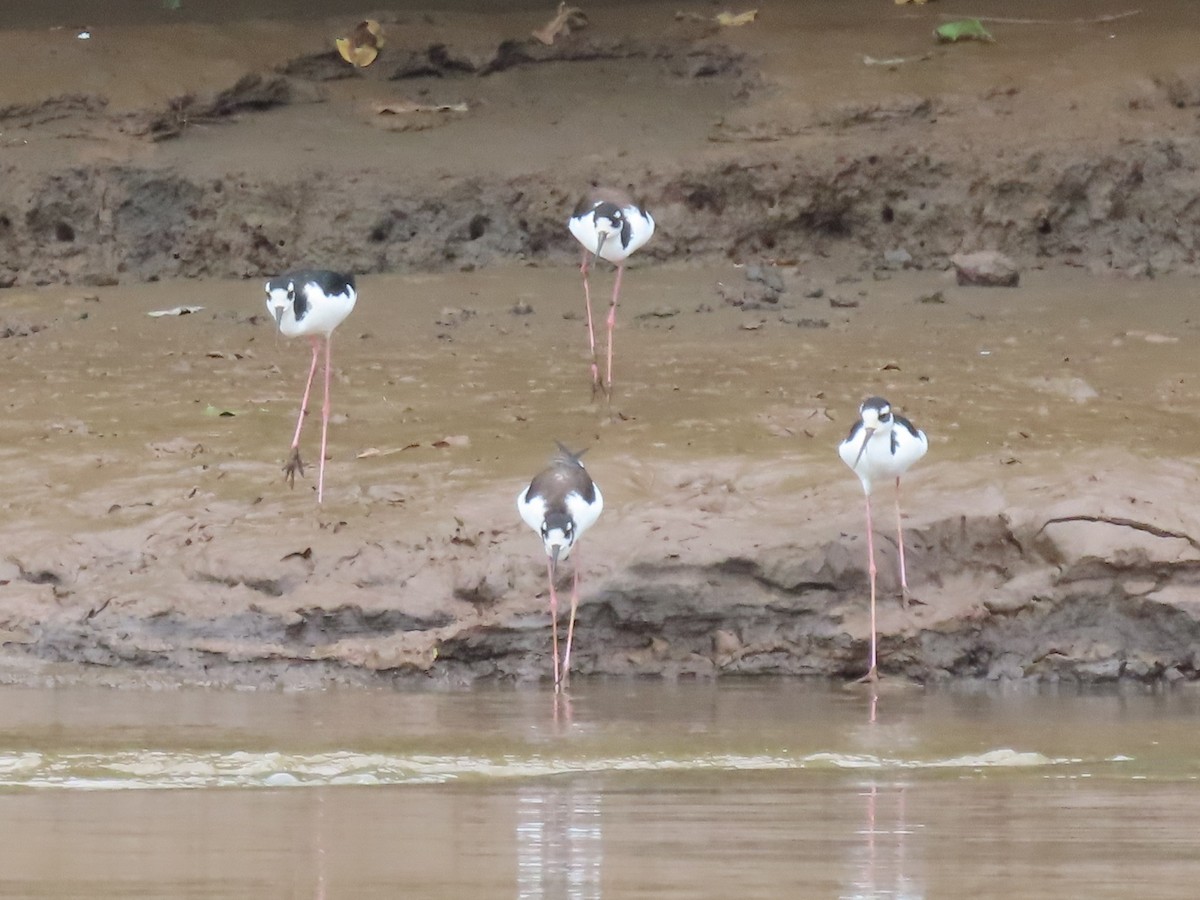 Black-necked Stilt - ML645782349