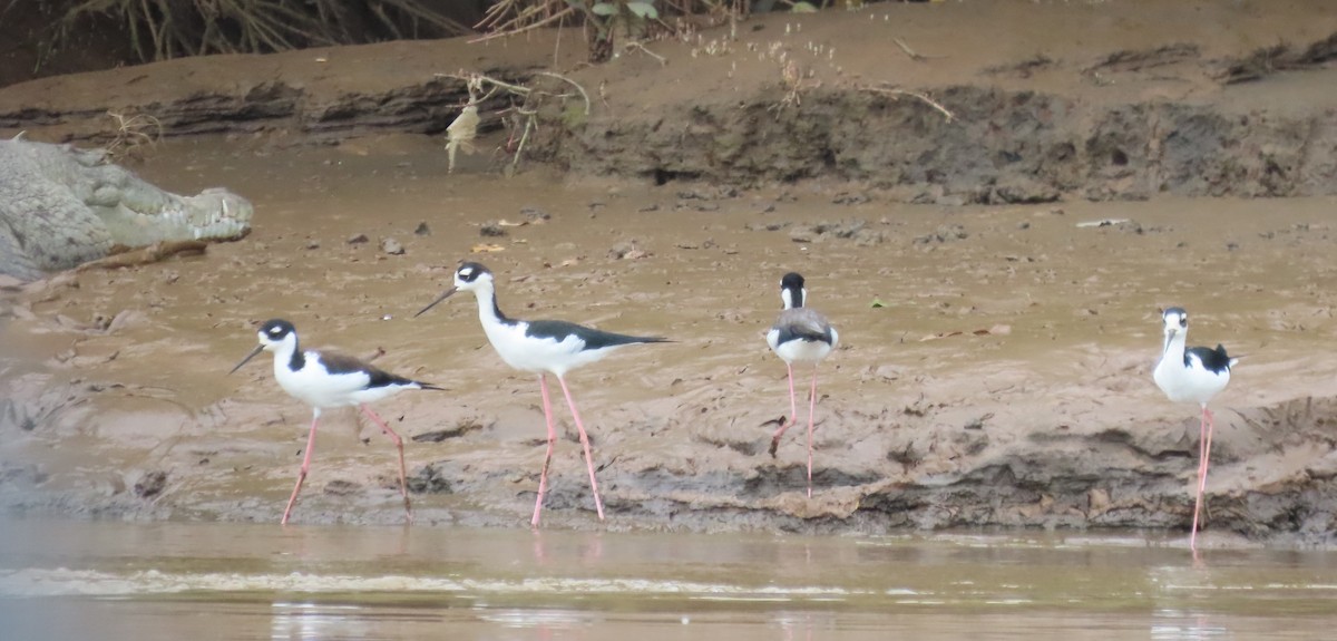 Black-necked Stilt - ML645782350