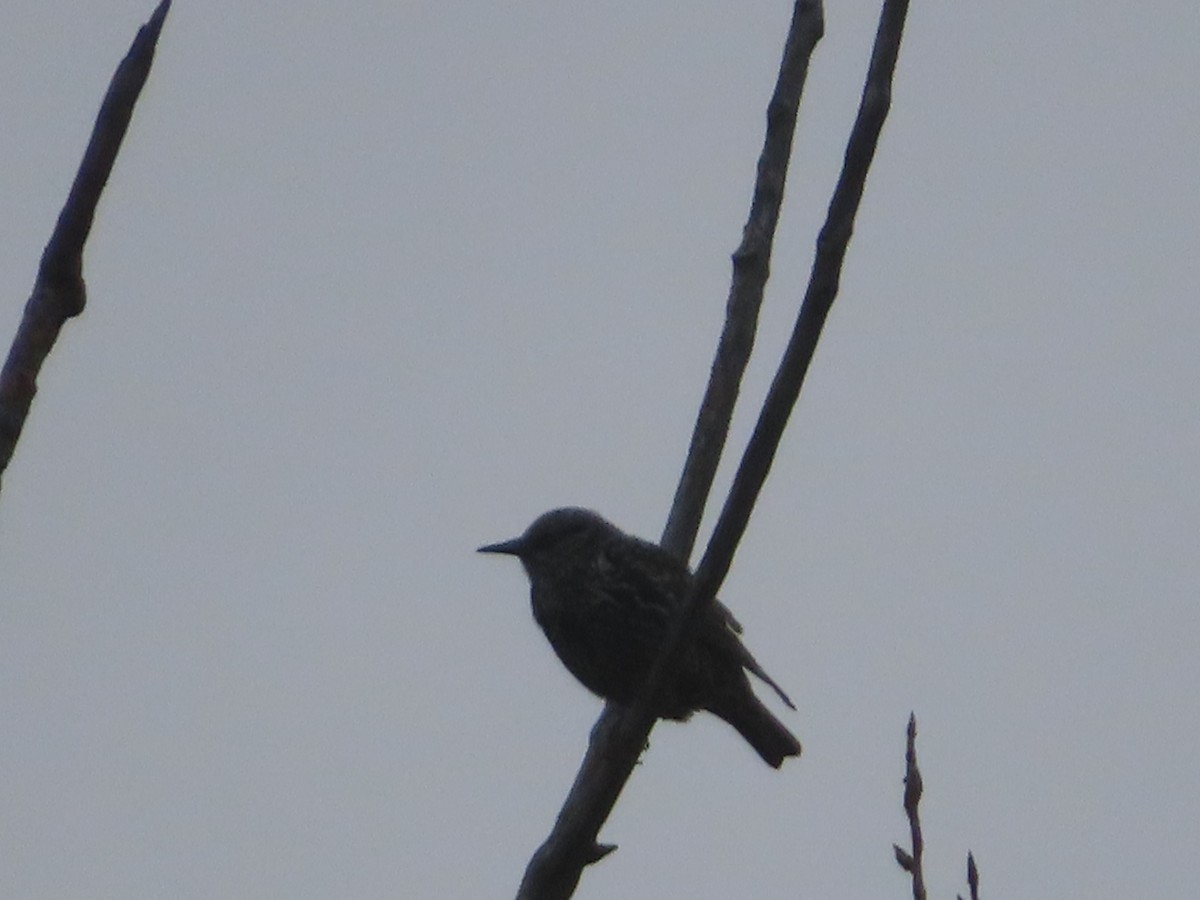 歐洲椋鳥 - ML645782354