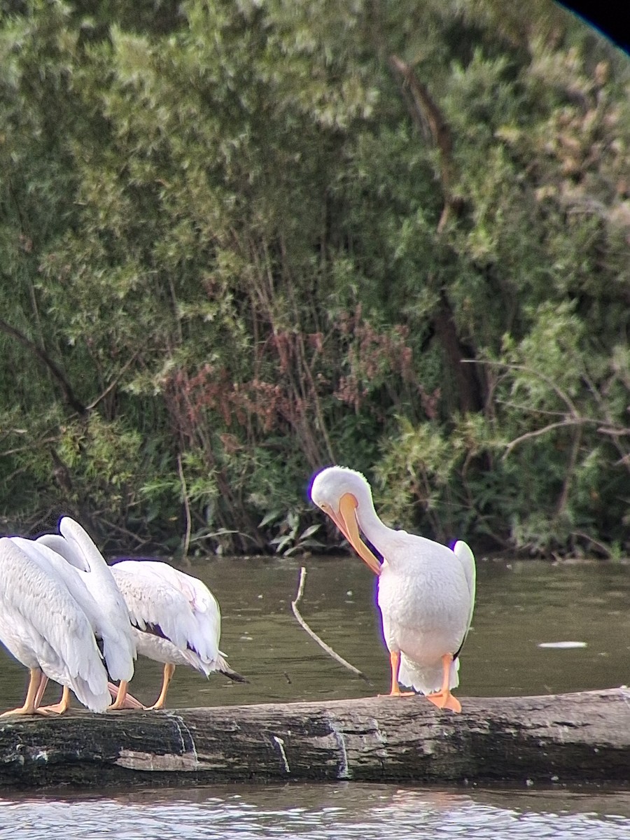American White Pelican - ML645782355