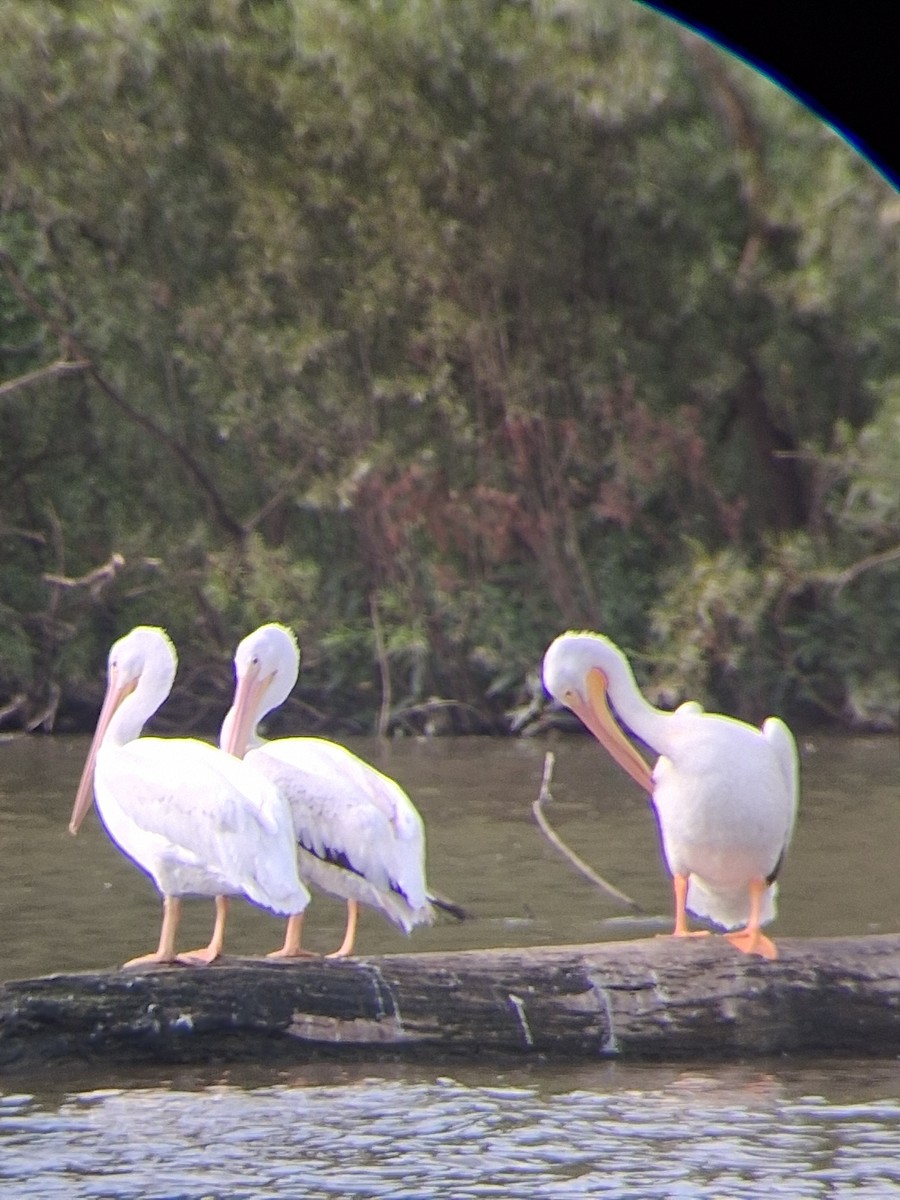 American White Pelican - ML645782356