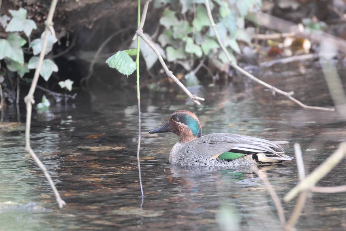 小水鴨 - ML645782357