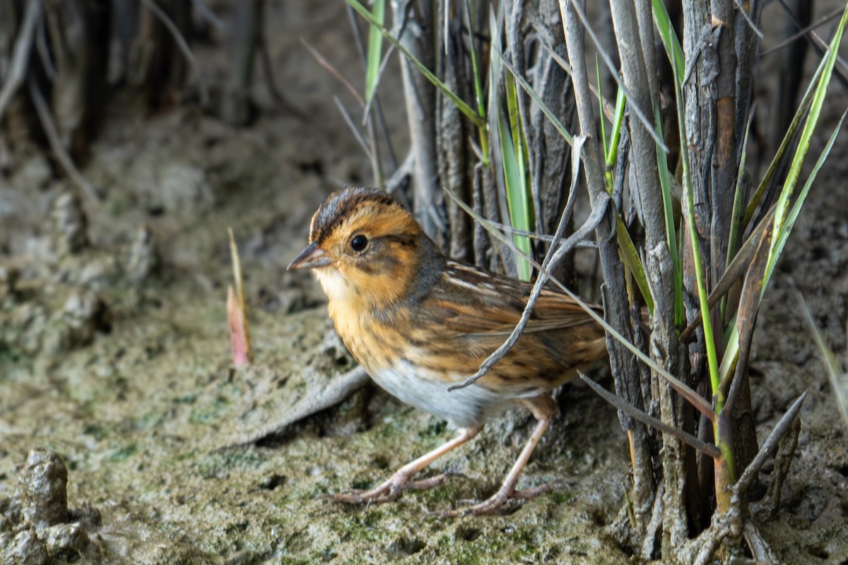 Nelson's Sparrow - ML645782361