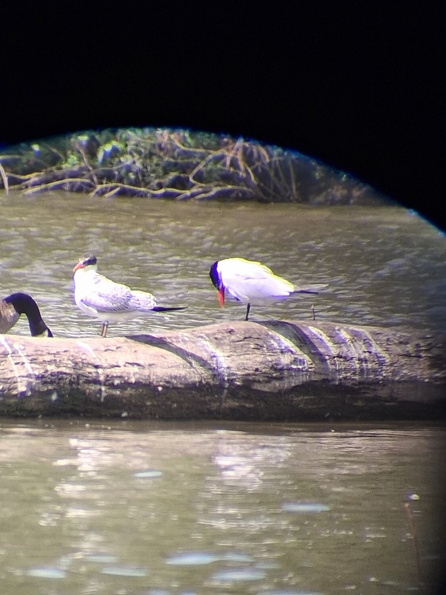 裏海燕鷗 - ML645782364