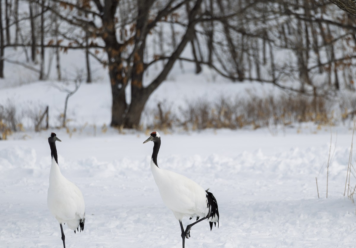 丹頂鶴 - ML645782365