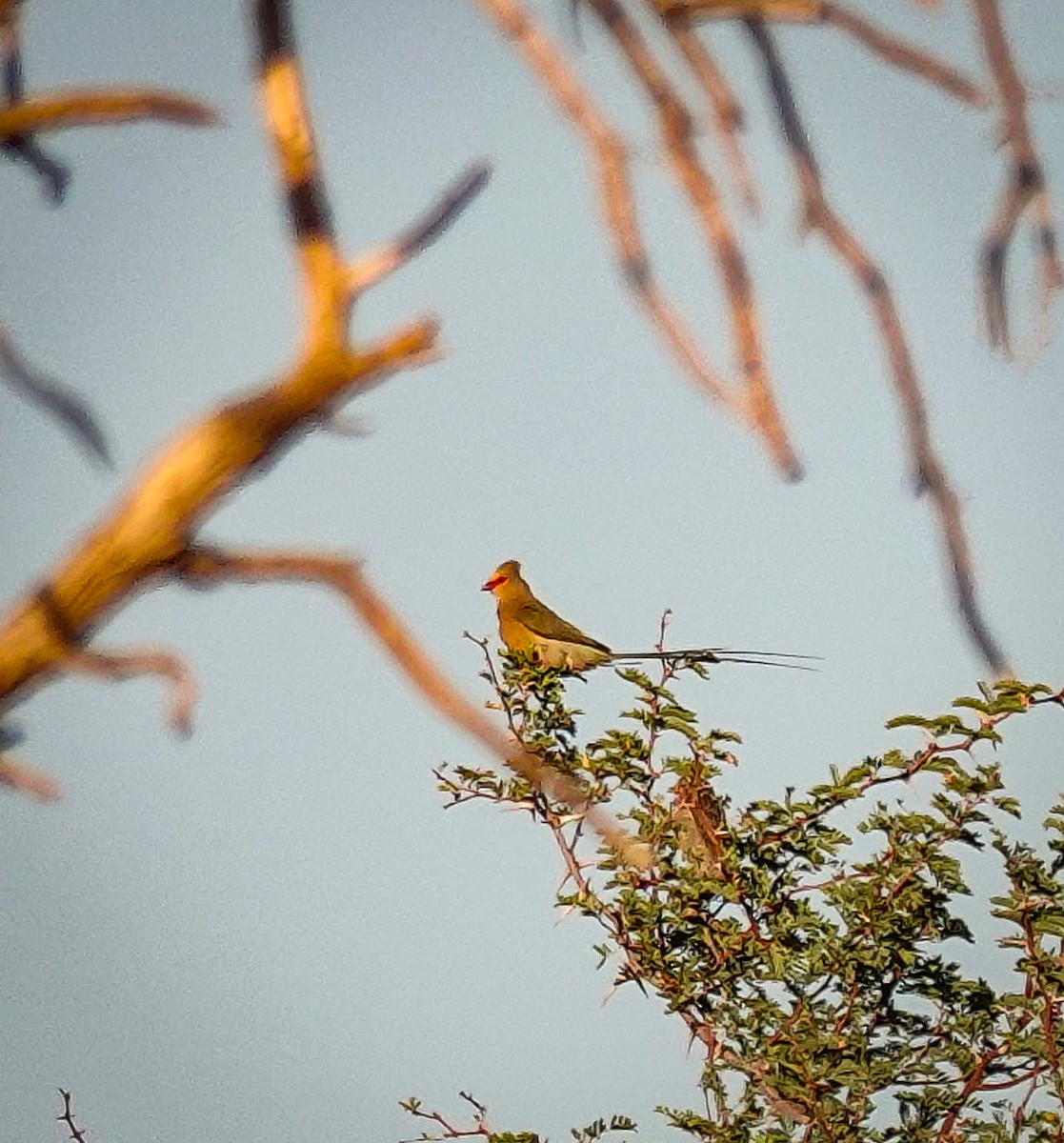 White-backed Mousebird - ML645782366