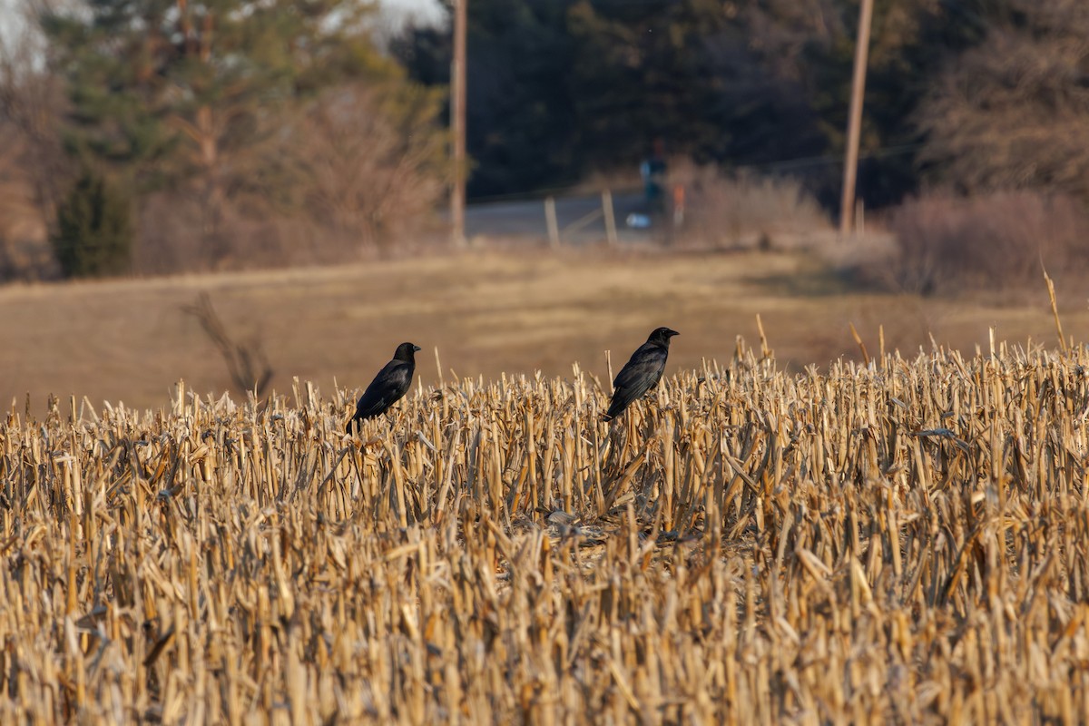 American Crow - ML645782368