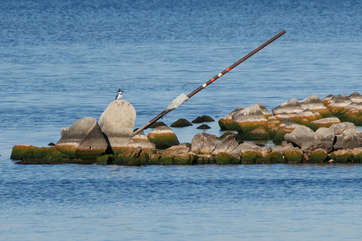 Belted Kingfisher - ML645782372
