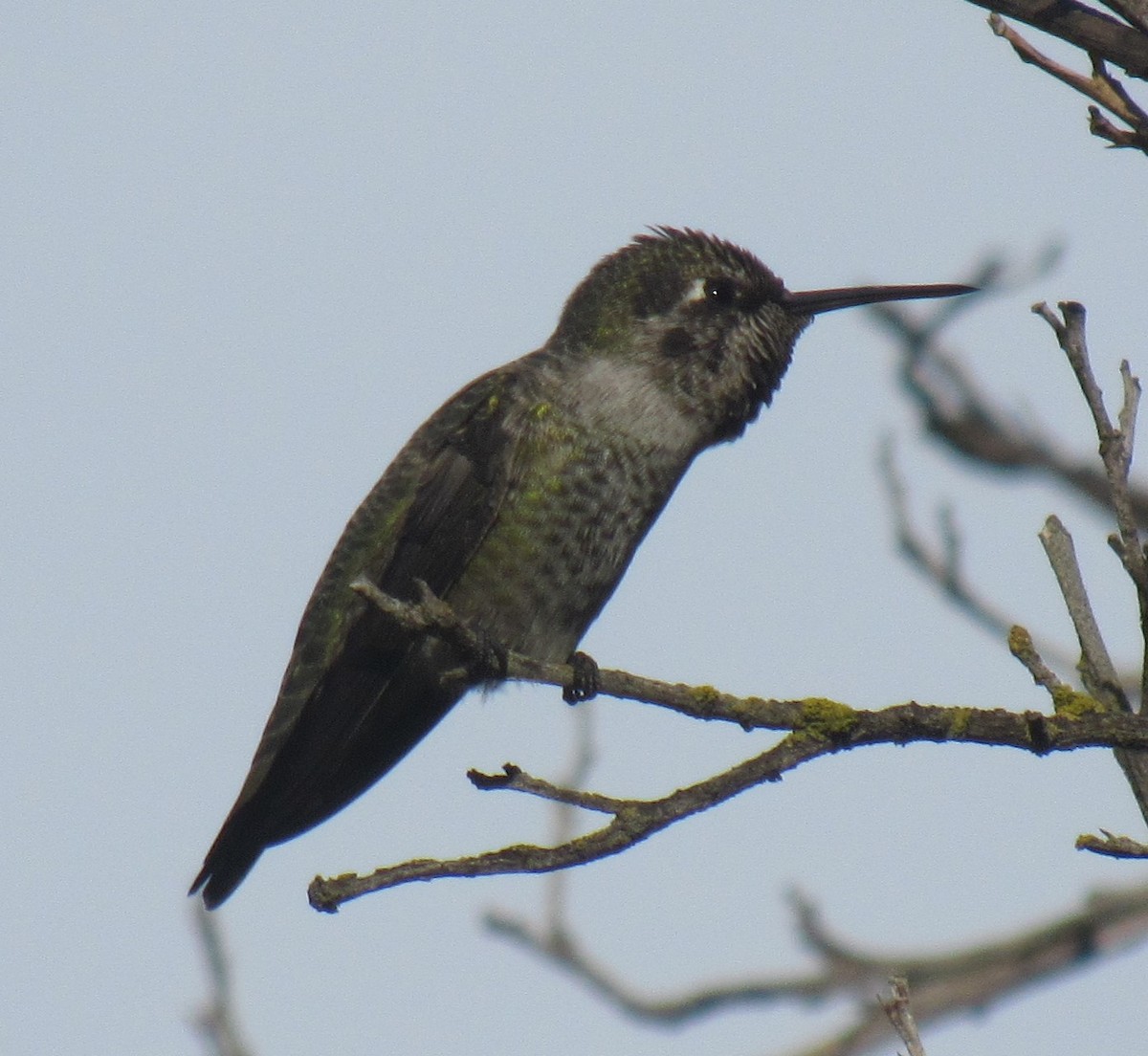 Anna's Hummingbird - ML645782373