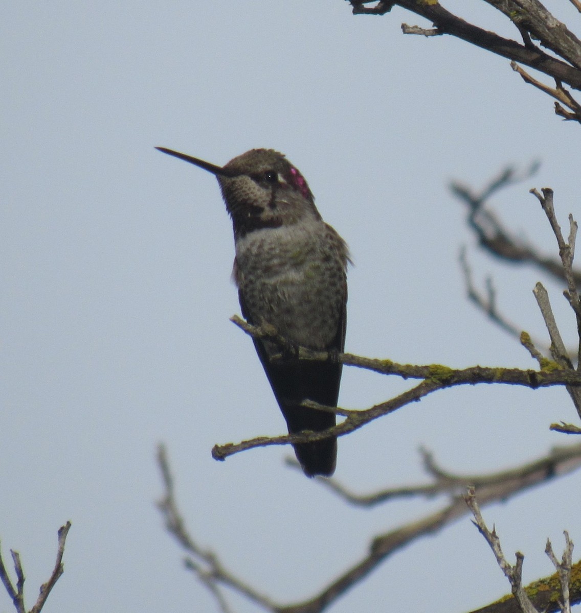 Anna's Hummingbird - ML645782374