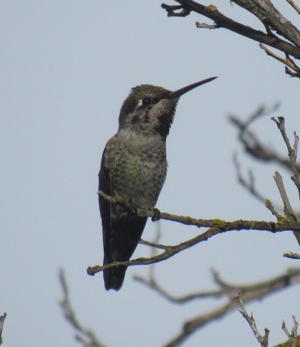 Anna's Hummingbird - ML645782375