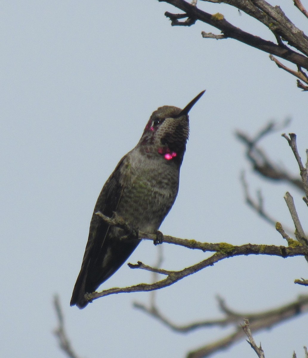Anna's Hummingbird - ML645782376