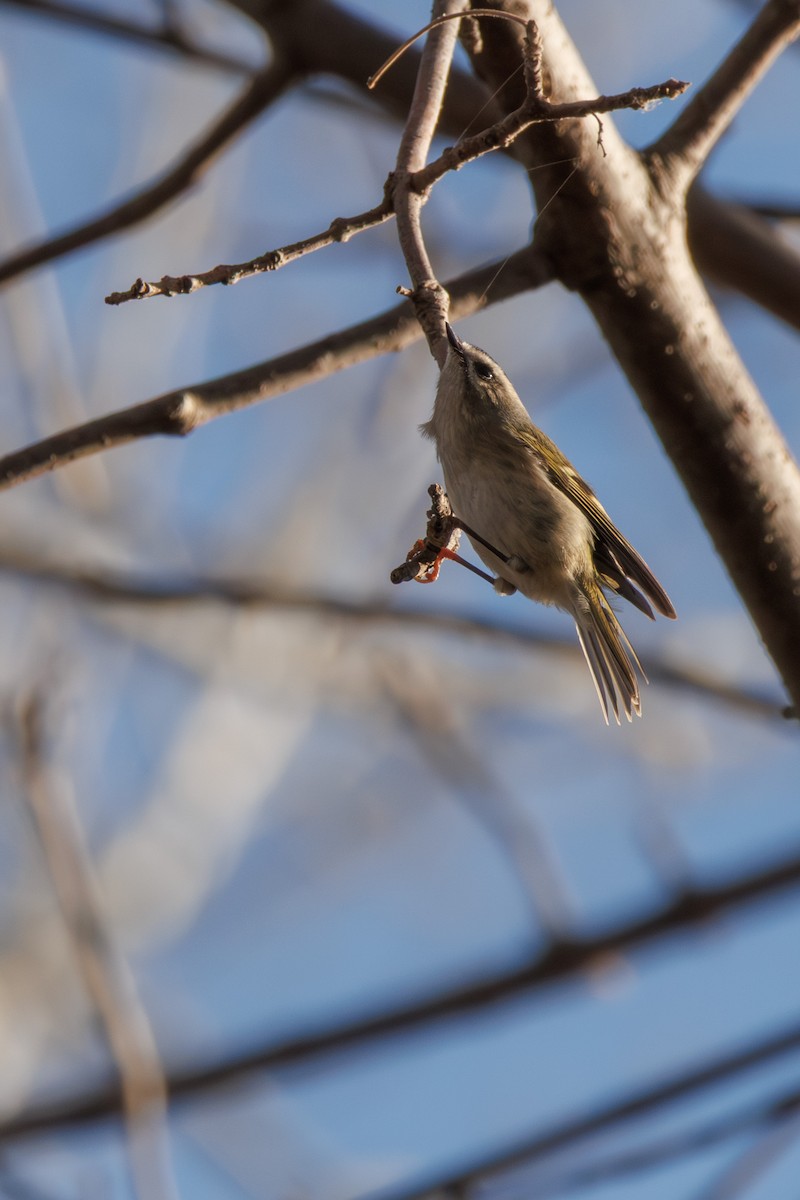 Golden-crowned Kinglet - ML645782377