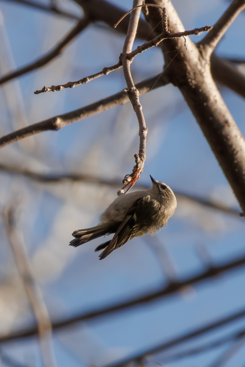 Golden-crowned Kinglet - ML645782378