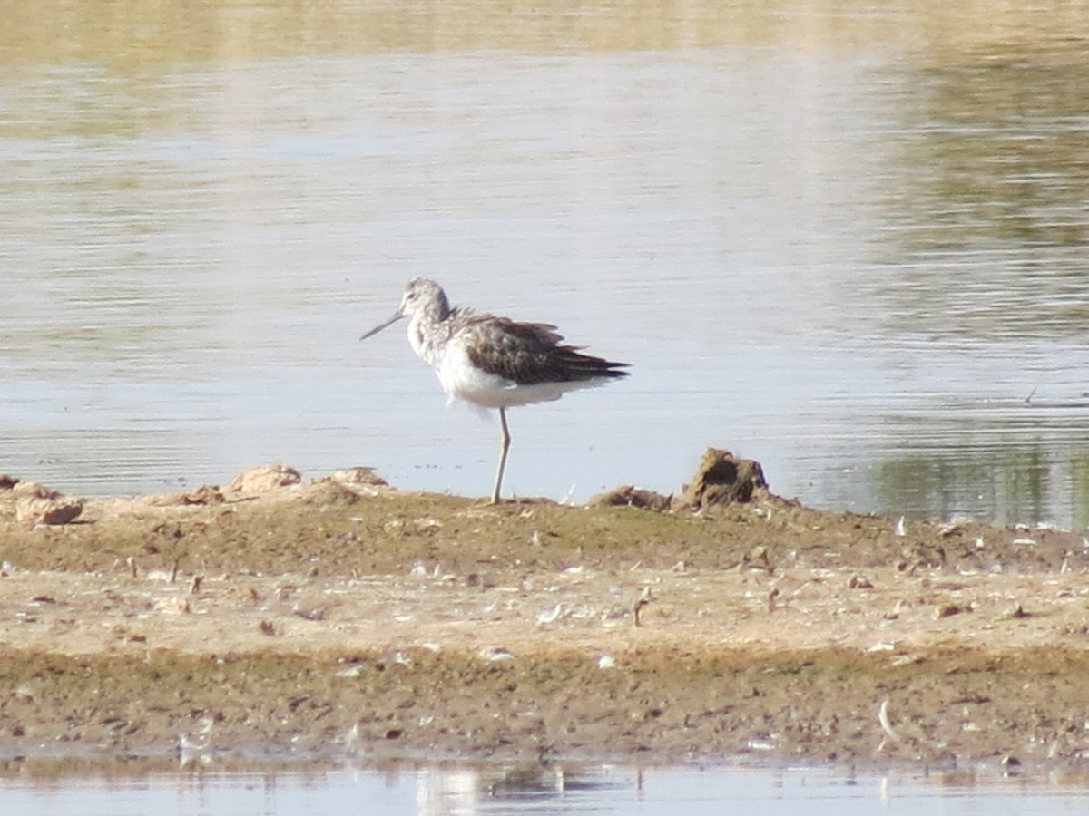 Common Greenshank - ML645782380