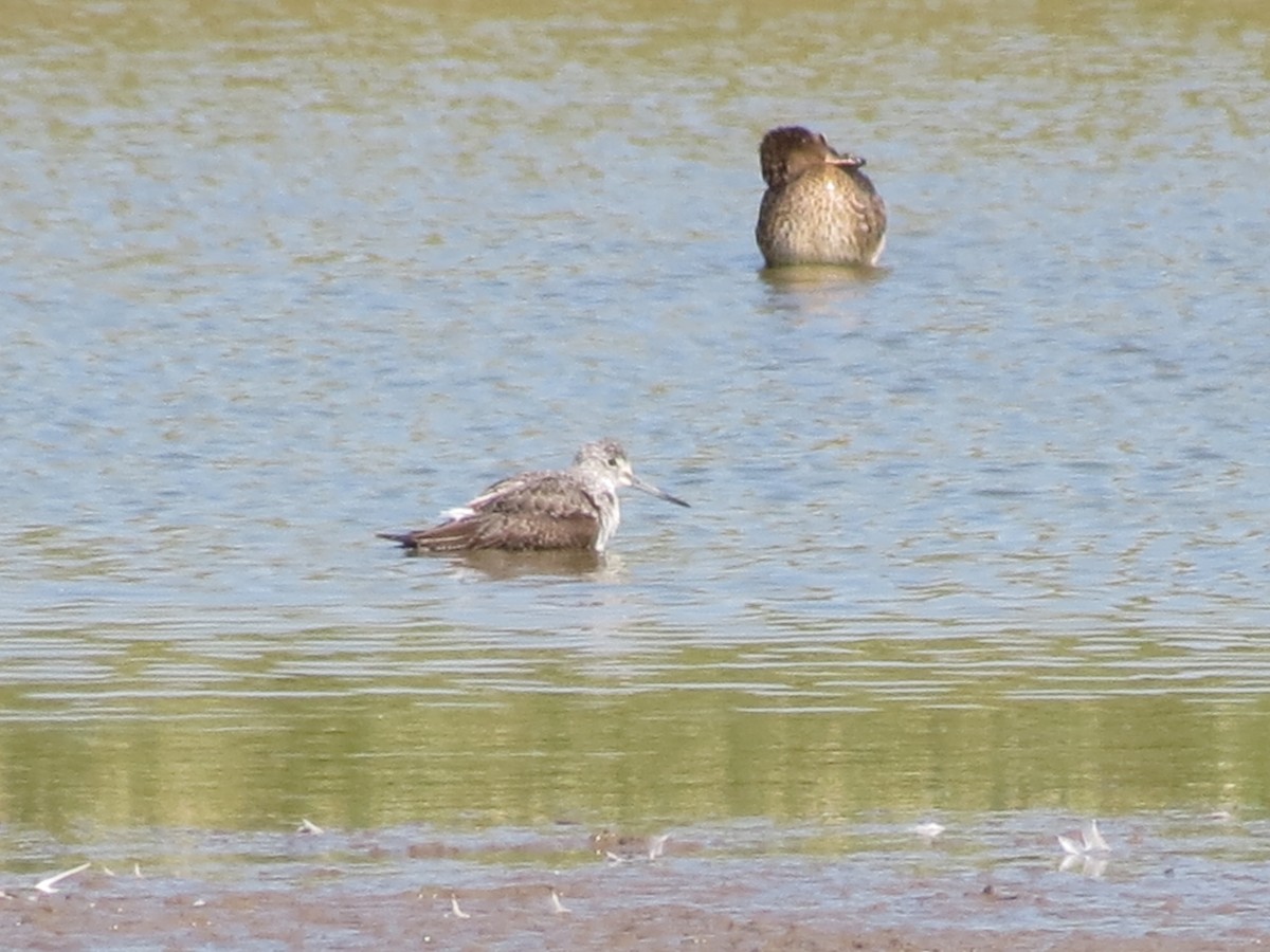 Common Greenshank - ML645782381