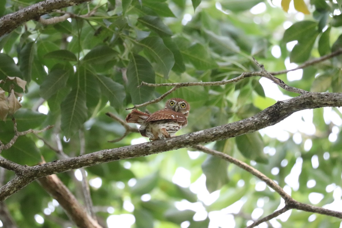 Ferruginous Pygmy-Owl - ML645782383