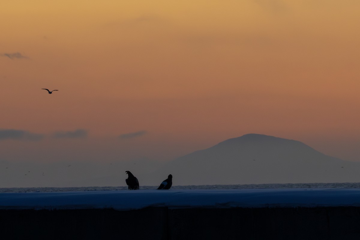 Steller's Sea-Eagle - ML645782398