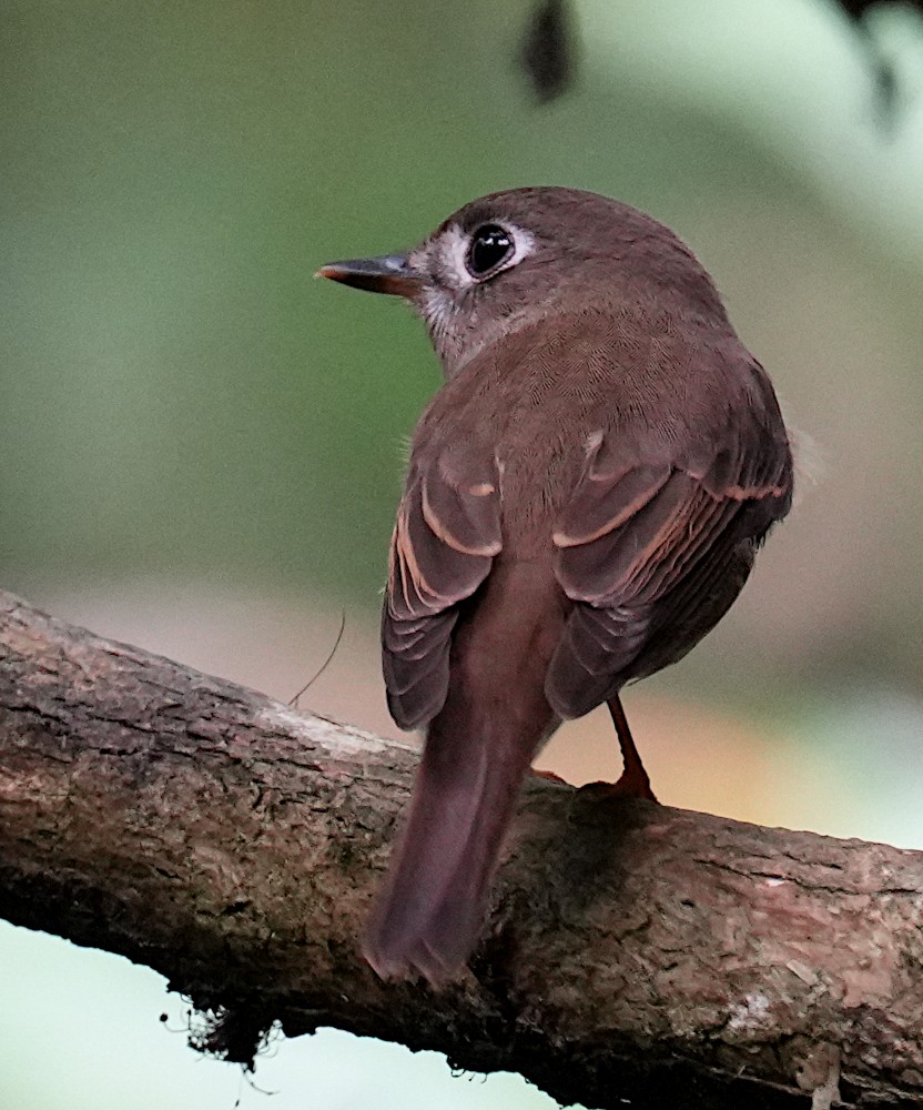 Brown-breasted Flycatcher - ML645782399