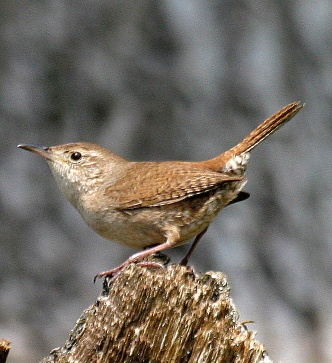 Northern House Wren - ML645782406
