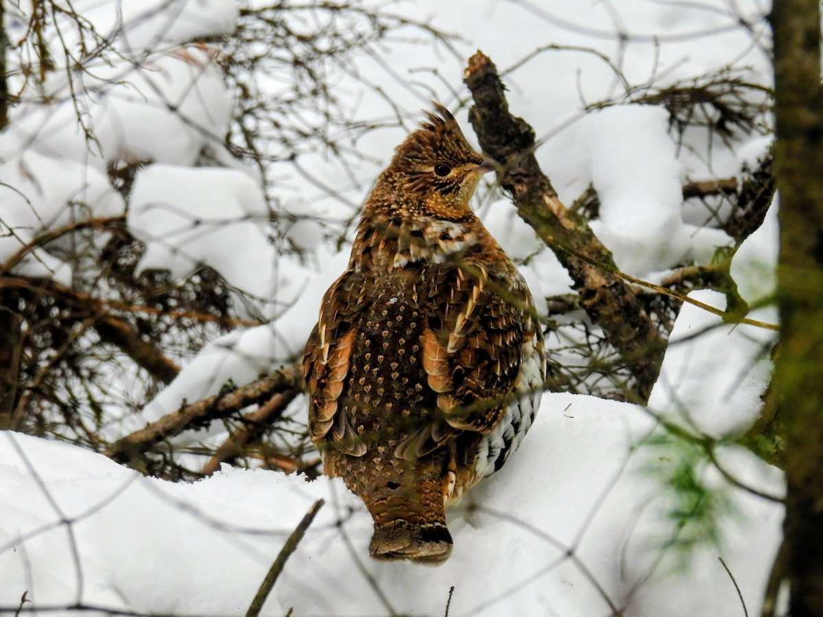 Ruffed Grouse - ML645782426