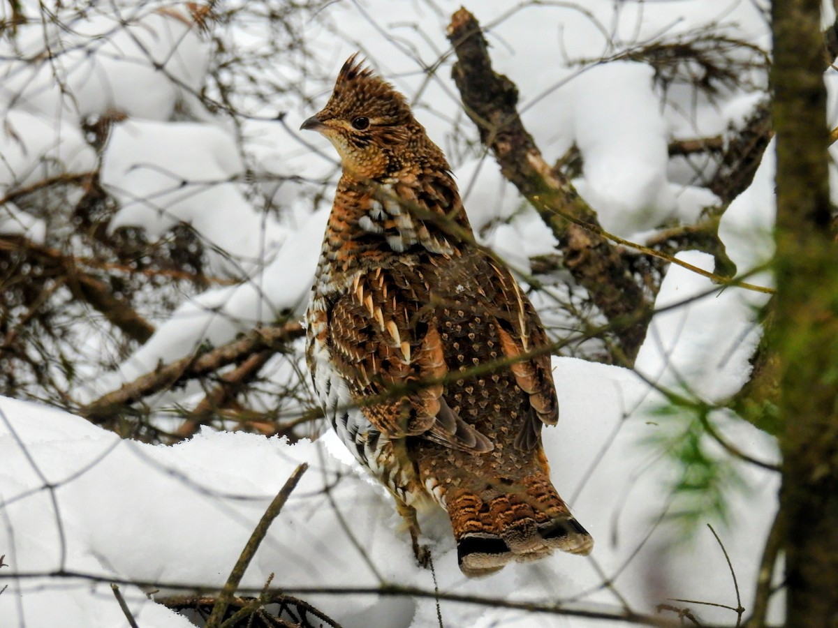 Ruffed Grouse - ML645782427