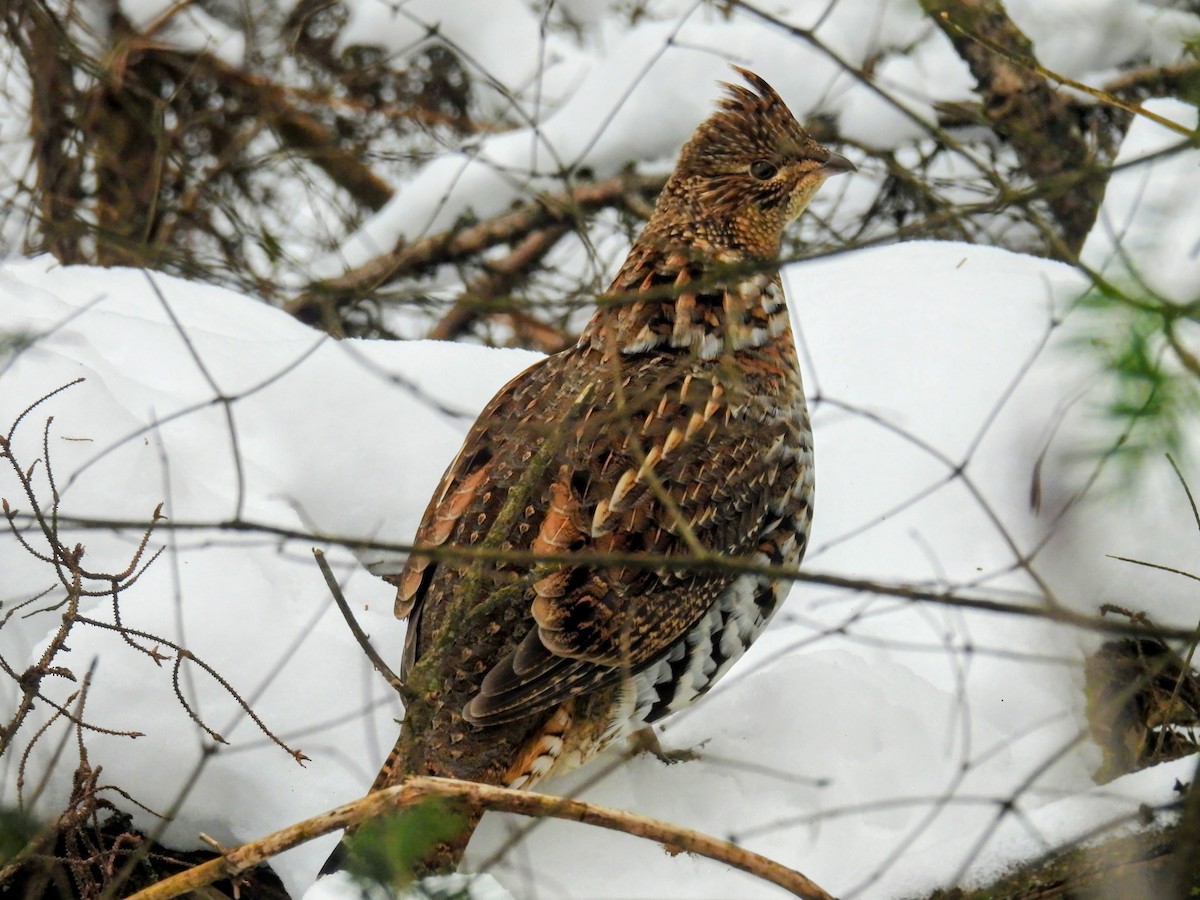 jeřábek kanadský - ML645782428