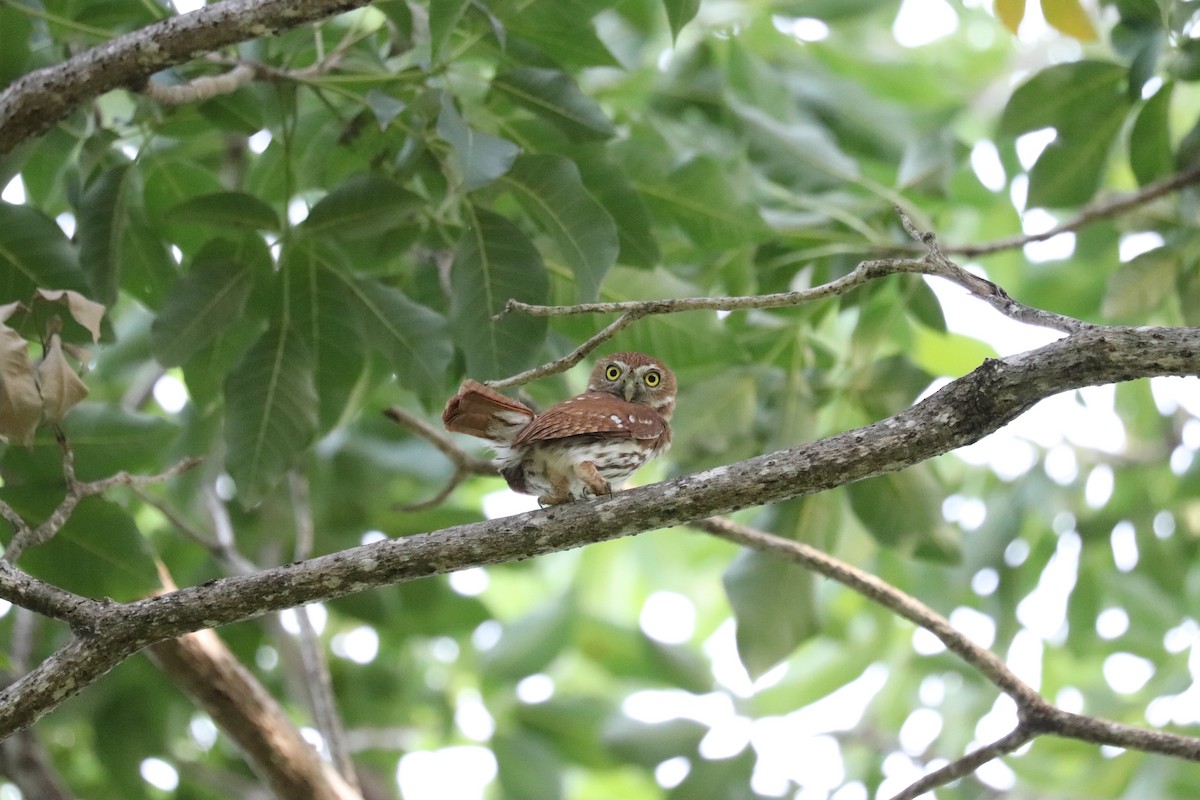 Ferruginous Pygmy-Owl - ML645782431