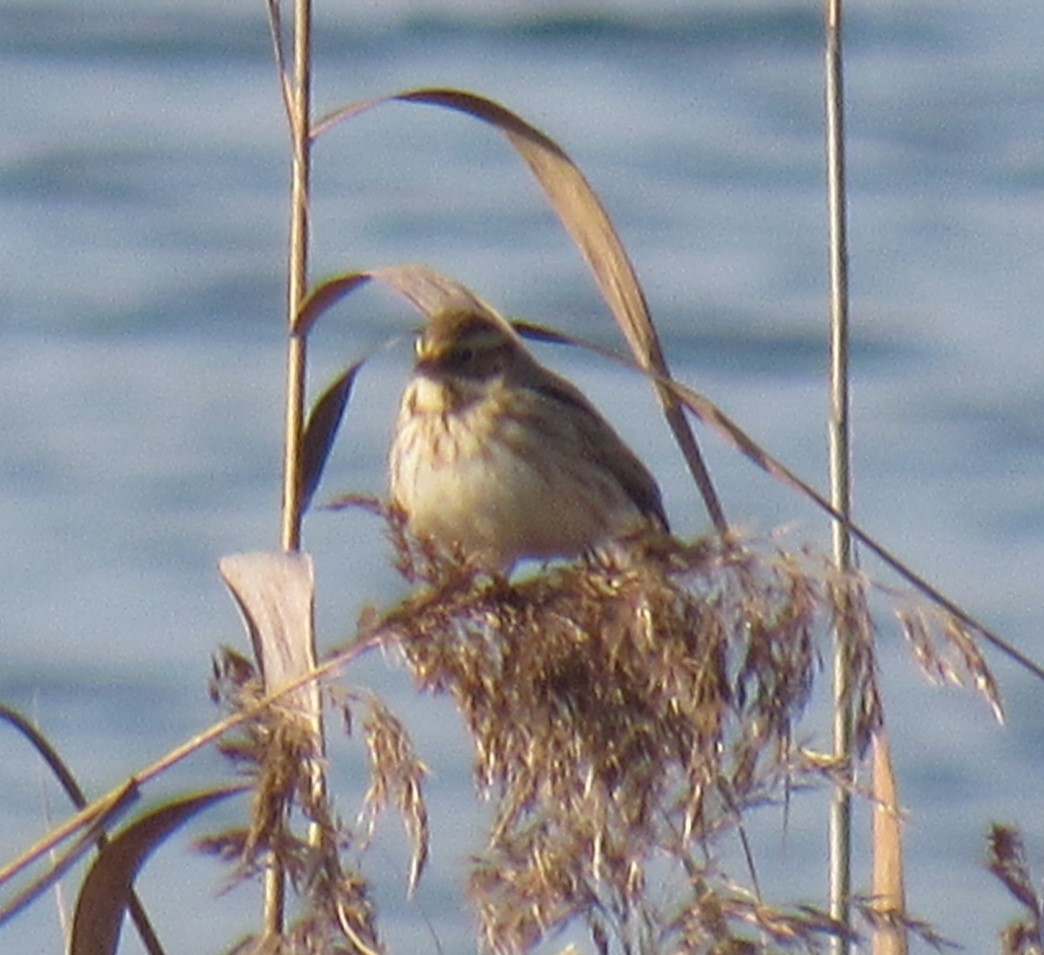 Reed Bunting - ML645782436