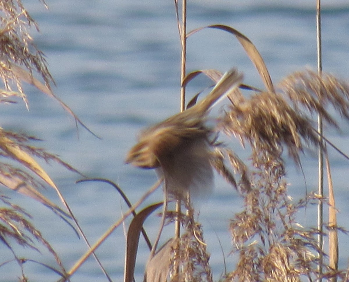 Reed Bunting - ML645782437