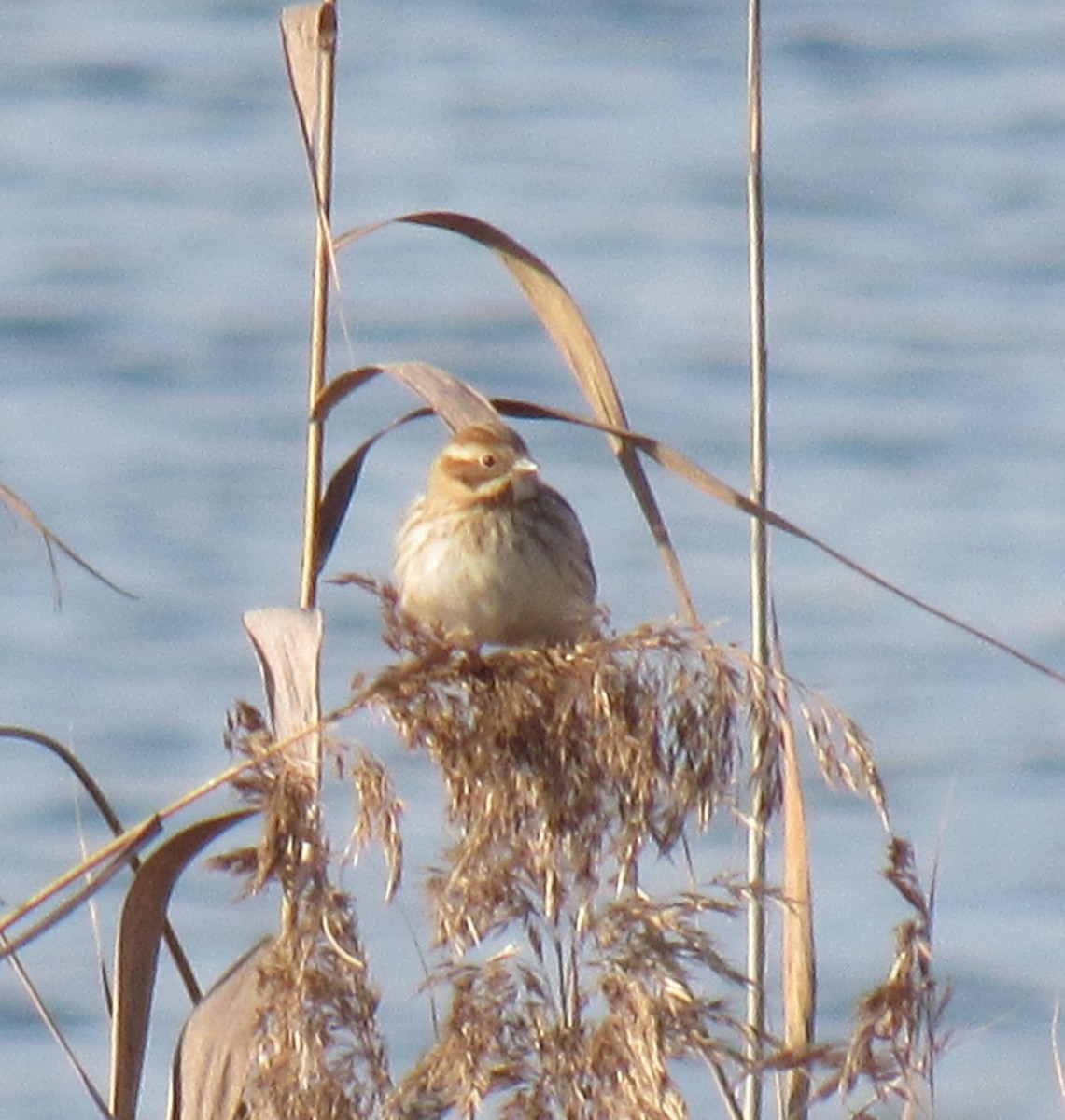 Reed Bunting - ML645782438