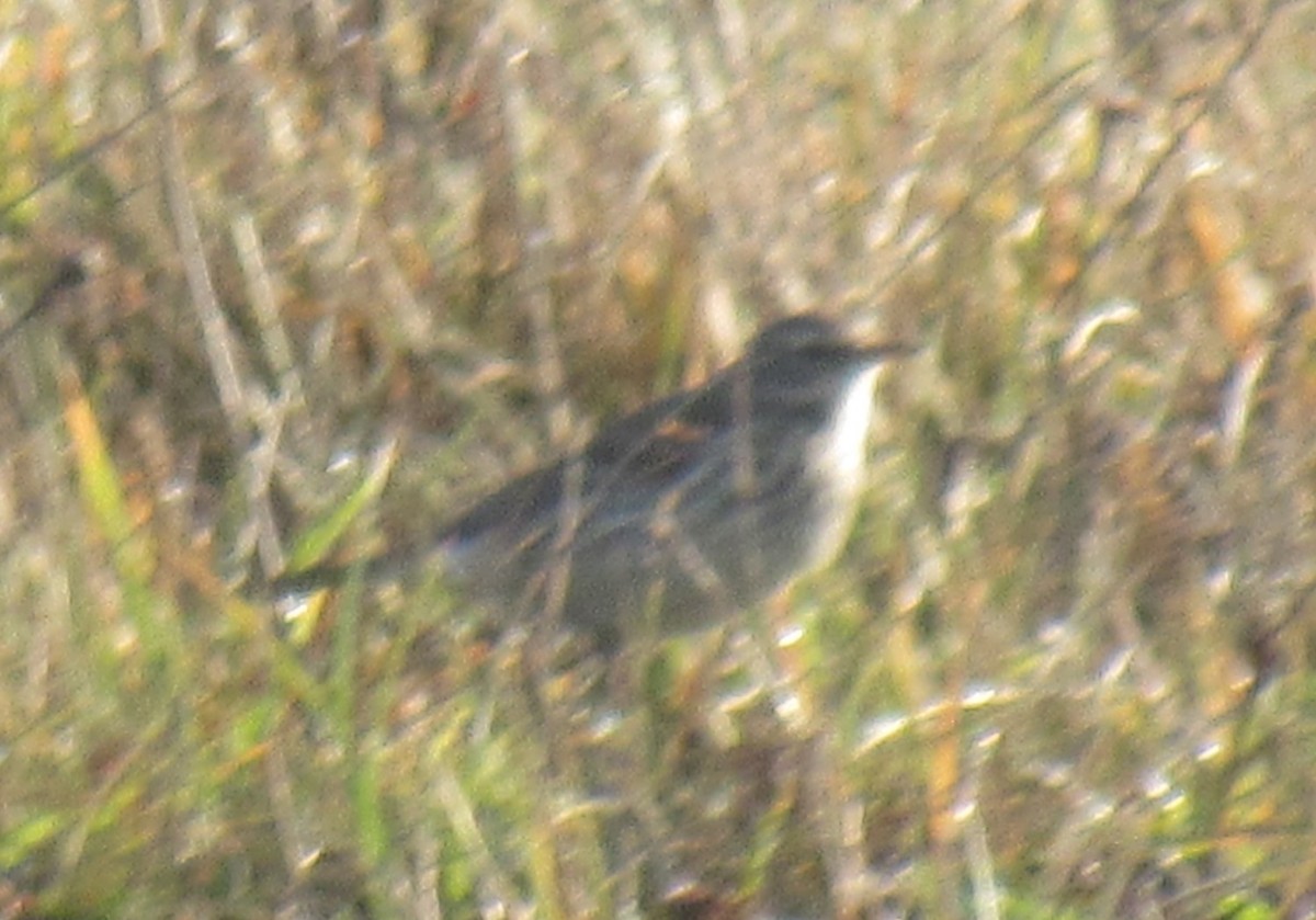 Meadow Pipit - ML645782439