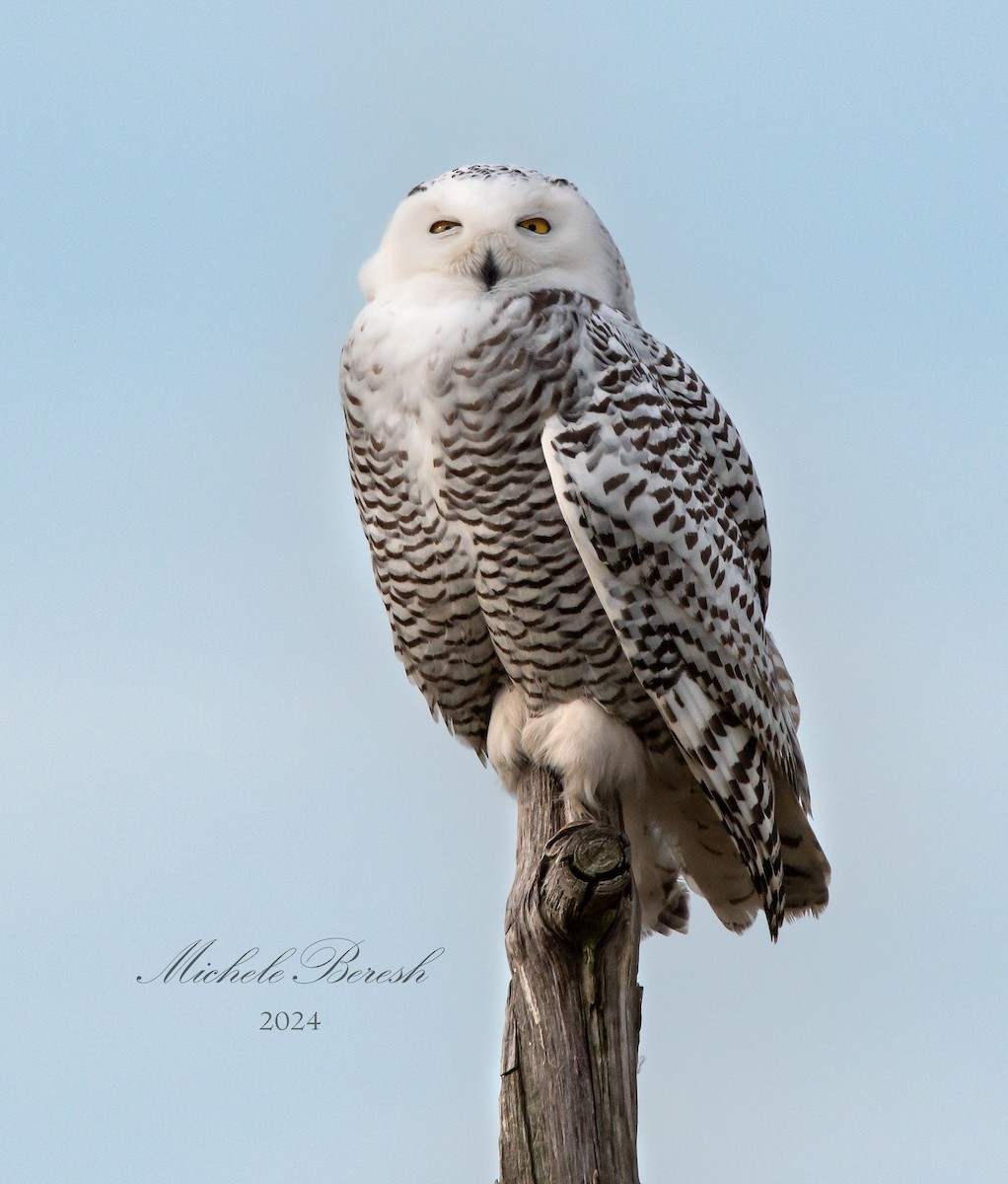 Snowy Owl - ML645782450