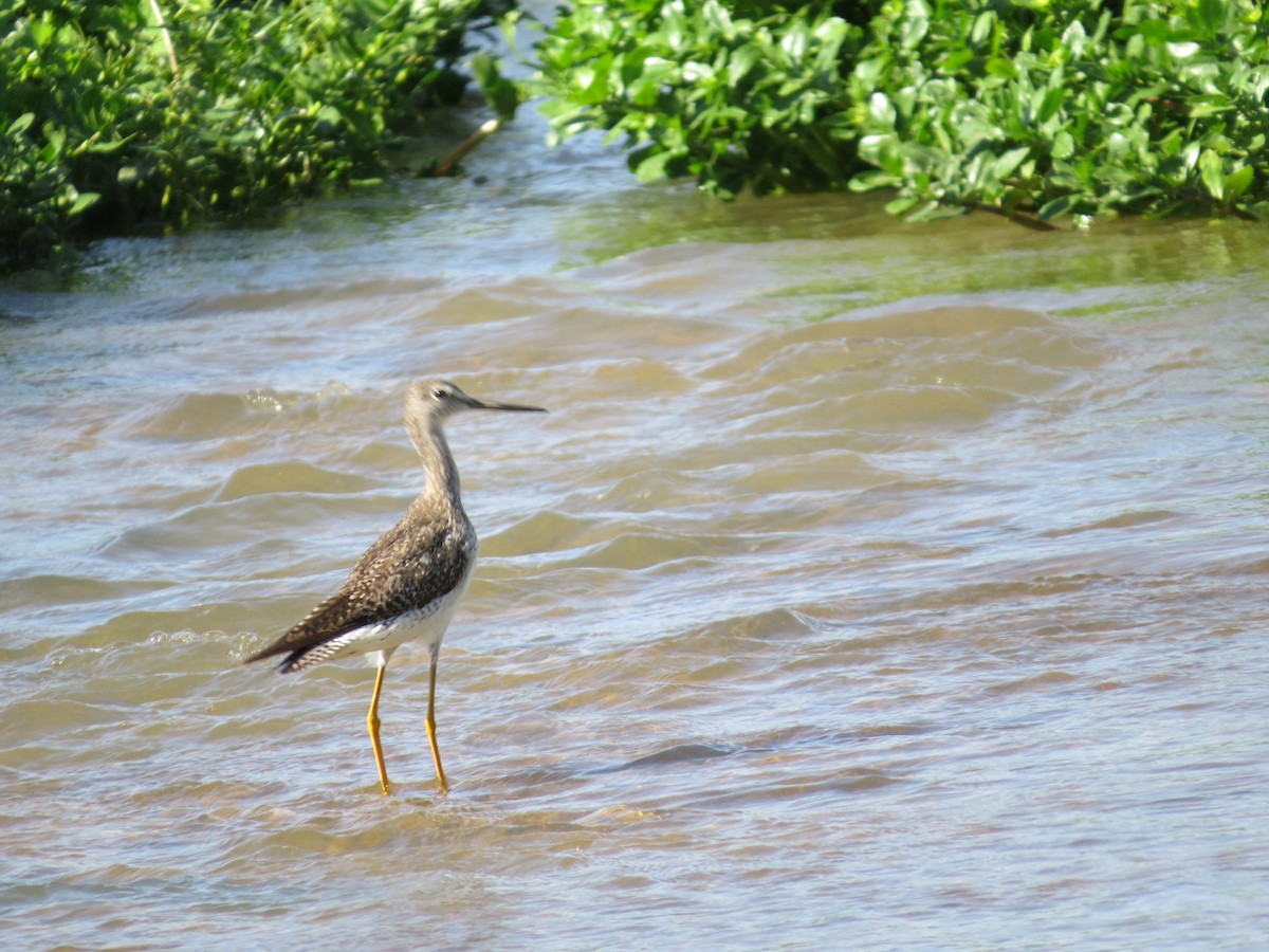 Greater Yellowlegs - ML645782453
