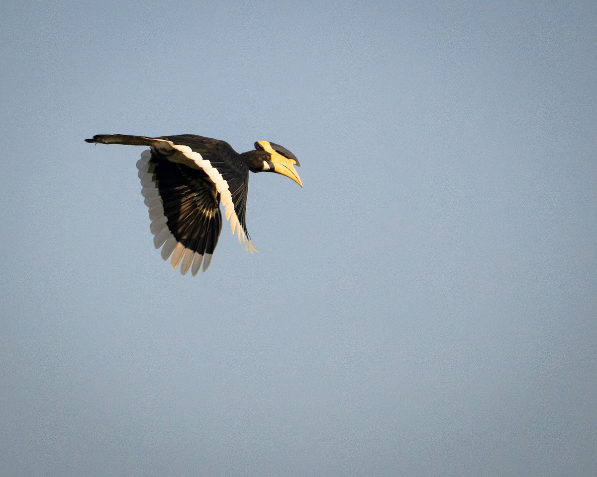 Cálao Coronado - ML645782492